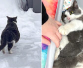 雪の中を彷徨い歩いていたところを保護された妊娠中の猫。子猫達を冬の寒さから救ってくれたことに大きな喜びを感じる