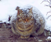 凍るような寒さの中で、必死に生きようとしていた妊娠中の猫。優しい男性の温かい行動が、猫の運命を大きく変える！