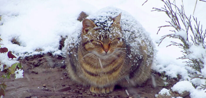 凍るような寒さの中で、必死に生きようとしていた妊娠中の猫。優しい男性の温かい行動が、猫の運命を大きく変える！