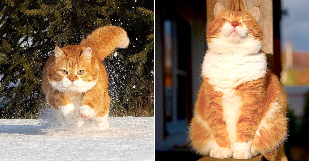snowlove_cat_title-1024x534.jpg
