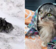 雪の中から保護された子猫