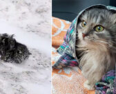 道路の片隅で雪に覆われていた子猫。車が何台も通り過ぎる中、1人の男性が凍った子猫を助け出す!