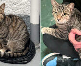 凍りつくような階段に住んでいた猫。愛情を求めて人間の膝に飛び乗っていると、ずっと夢見ていた最高の家に辿り着く