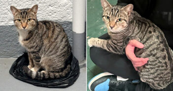 階段に住んでいた猫