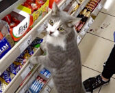 スーパーのレジに並ぶ猫さんの姿を発見! おねだりしてきたのでプレゼントをあげると、可愛い反応が返ってきた ( *´艸`)♡