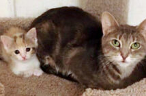 路上から保護された猫の親子