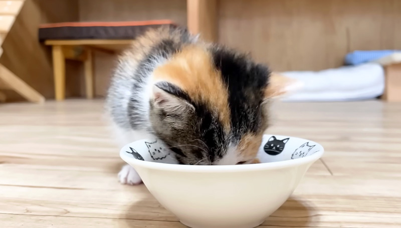 ご飯を食べる子猫