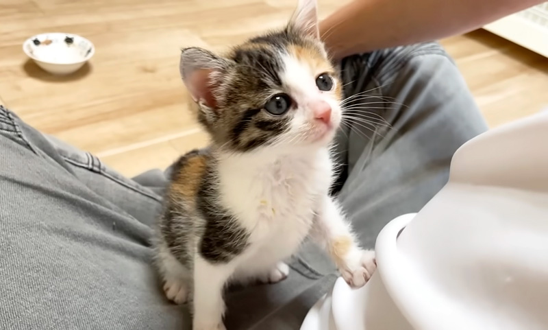 食後は必ず膝の上に登る子猫