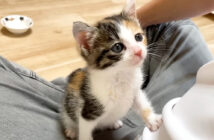 食後は必ず膝の上に登る子猫