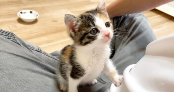 食後は必ず膝の上に登る子猫