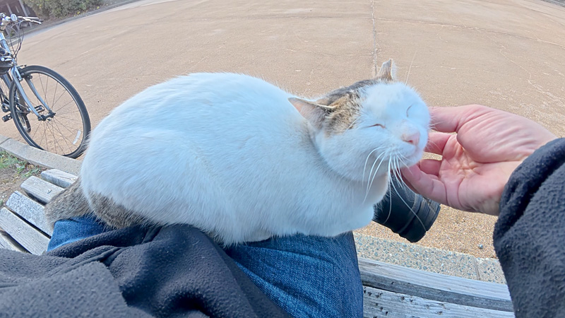 膝の上で撫でられる猫