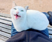 初対面なのに膝に乗って甘えてくる猫さん。甘え上手で撫でられ好きな姿が可愛すぎて、思わず心がポカポカに (*´ｪ｀*)♡