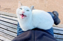 初対面でいっぱい甘えてくる猫