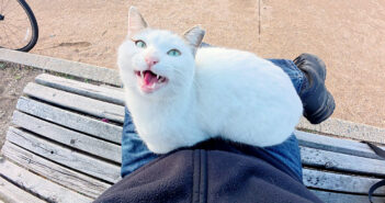 初対面なのに膝に乗って甘えてくる猫さん。甘え上手で撫でられ好きな姿が可愛すぎて、思わず心がポカポカに (*´ｪ｀*)♡