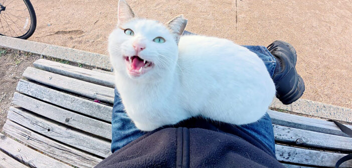 初対面なのに膝に乗って甘えてくる猫さん。甘え上手で撫でられ好きな姿が可愛すぎて、思わず心がポカポカに (*´ｪ｀*)♡