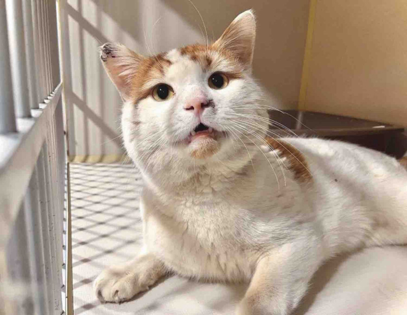 ケージの中の猫