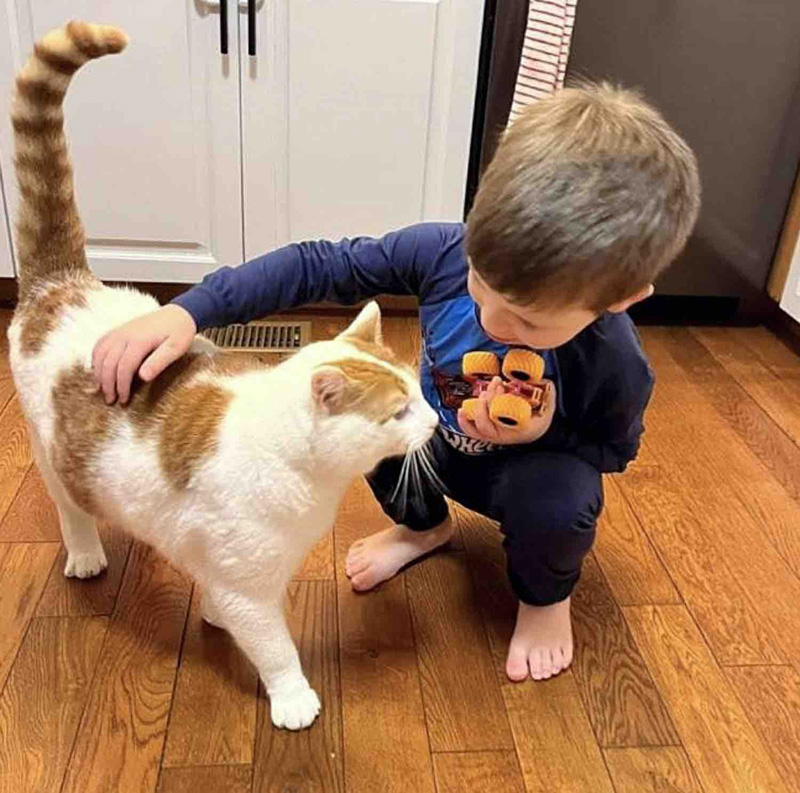 男の子と出会った猫