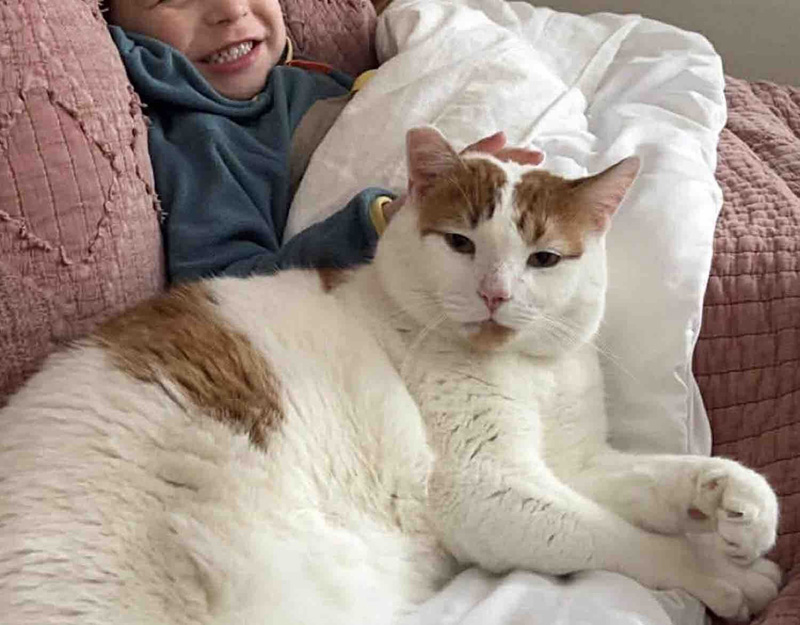 男の子と一緒の猫