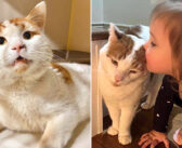 何年も街の中を彷徨いながら命をつないできた猫。ついに理想の家族に出会うと、腰を据えることに決める