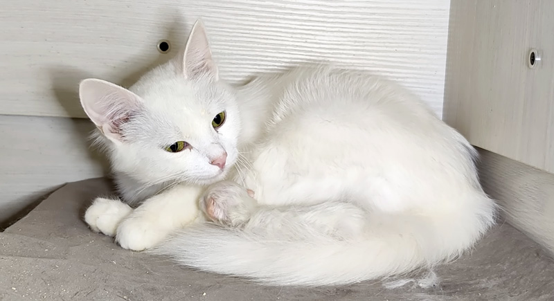 子猫に話しかける母猫