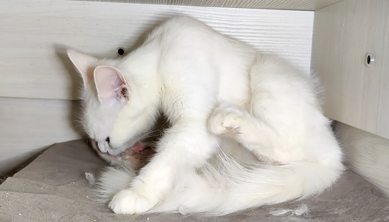 子猫を毛づくろいする母猫