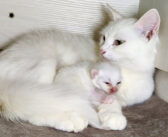 生まれたばかりの子猫に優しく話しかける母猫。愛情いっぱいの子育てに心がポカポカ温まる (*´ェ`*)♡