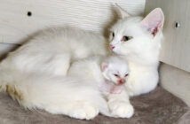 子猫に話しかける母猫