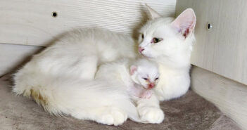 生まれたばかりの子猫に優しく話しかける母猫。愛情いっぱいの子育てに心がポカポカ温まる (*´ｪ｀*)♡