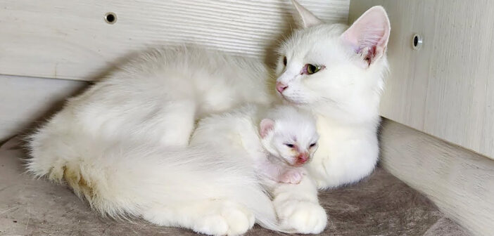 子猫に話しかける母猫