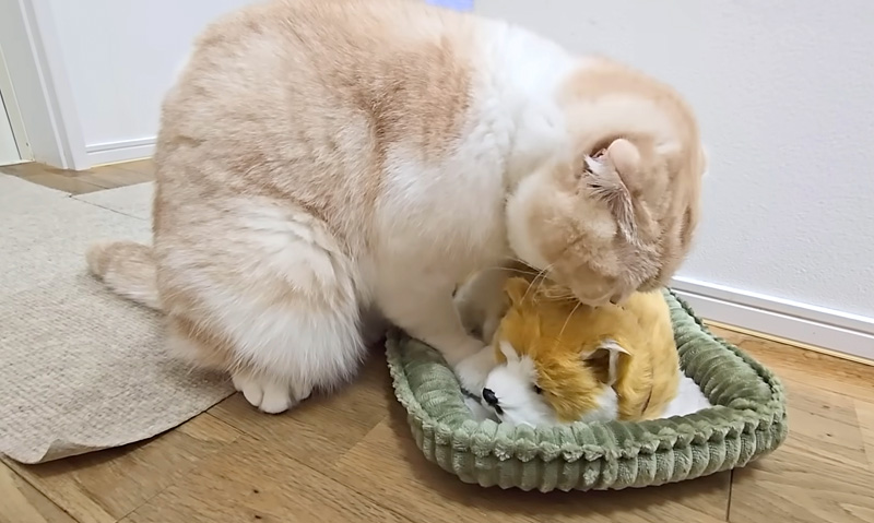 子犬を世話をす猫