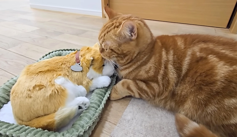 子犬を毛づくろいする猫