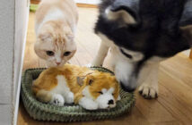 子犬を世話する犬と猫