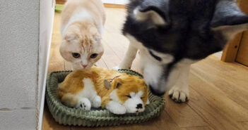 子犬を世話する犬と猫