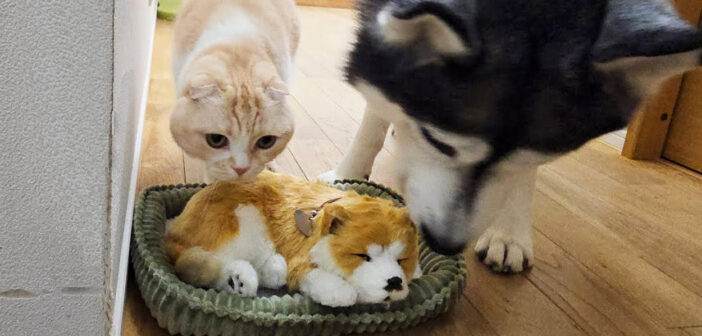 子犬を世話する犬と猫