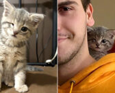 生まれた時から隻眼で、常にウインクしている子猫。クリスマス用の箱から救い出されて、幸せいっぱいの毎日を手に入れる