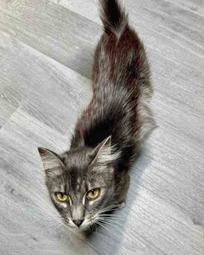 痩せ細った母猫