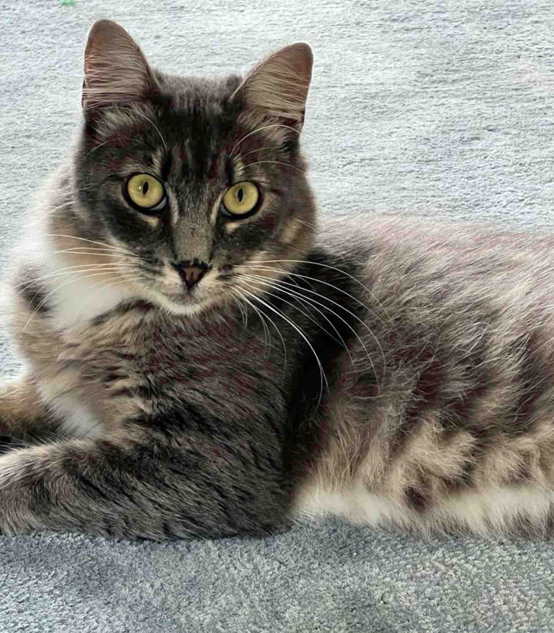 フワフワになった母猫