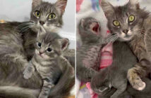 保護された猫の親子