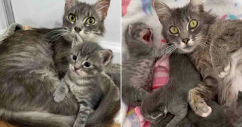 保護された猫の親子