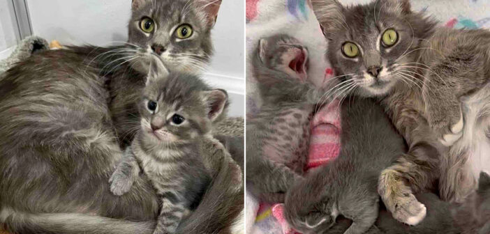 子猫達と一緒に幸せになるためのチャンスをもらった母猫。優しい人達の力を借りて、クリスマス前についに願いを叶える