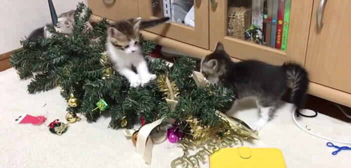 子猫達に次々と襲撃されるクリスマスツリー。好奇心旺盛な子猫達の大運動会に飼い主さんもついにお手上げ ( *´艸`)