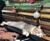 ピアノの上でクリスマスソングを堪能する猫さん。ちょっと激しめのピアノ・マッサージで最高の幸せを感じる ( *´艸｀)♡