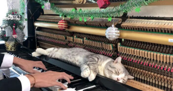 ピアノの上でクリスマスソングを堪能する猫さん。ちょっと激しめのピアノ・マッサージで最高の幸せを感じる ( *´艸｀)♡