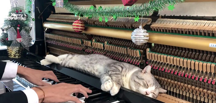 ピアノの上でクリスマスソングを堪能する猫さん。ちょっと激しめのピアノ・マッサージで最高の幸せを感じる ( *´艸`)♡