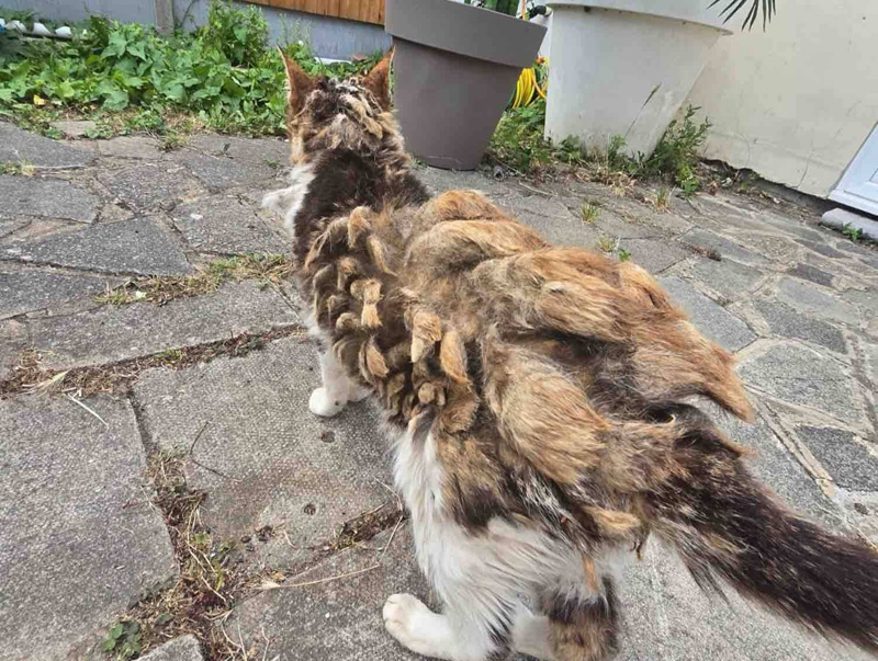 毛の束に覆われた猫