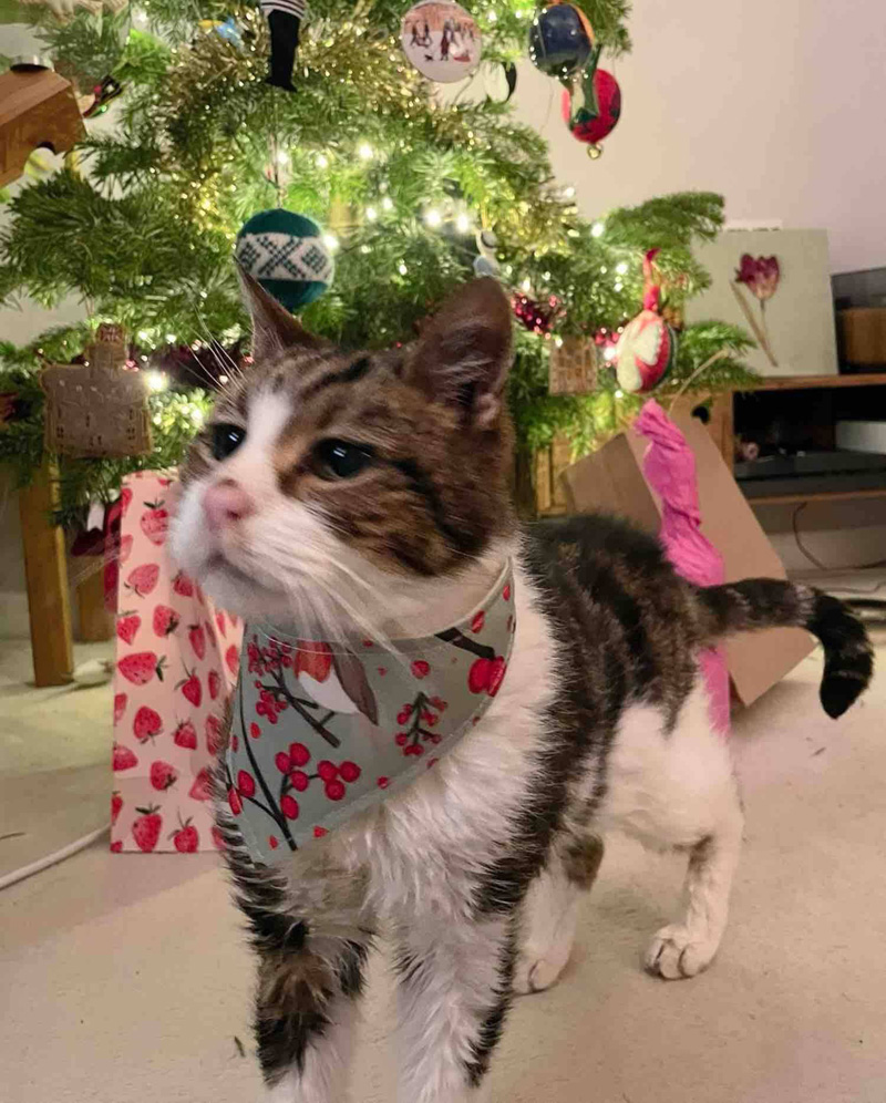 幸せになった猫