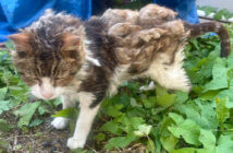 毛の束に覆われていた猫