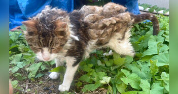 毛の束に覆われていた猫