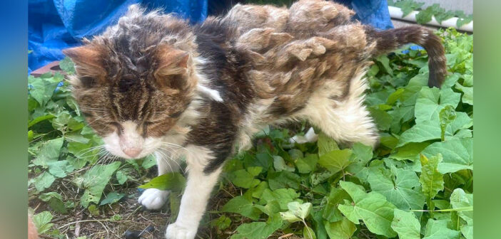 毛の束に覆われていた猫