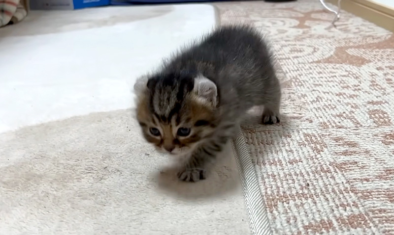 100倍速くなる子猫